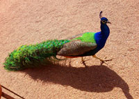 Peacock